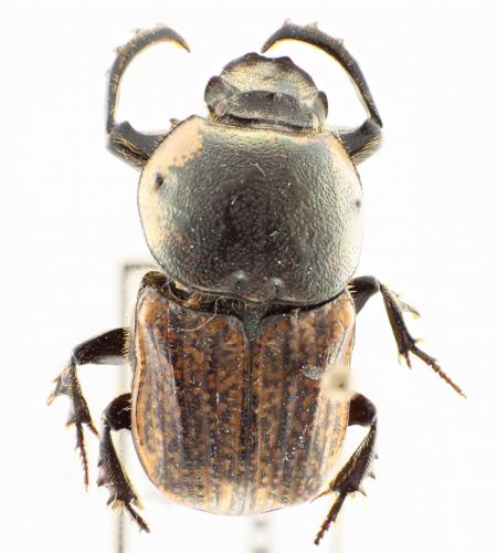 Cheironitis pamphilus